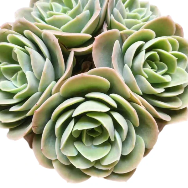 星娜塔种好养  新手好养绿植园艺种植多肉办公室