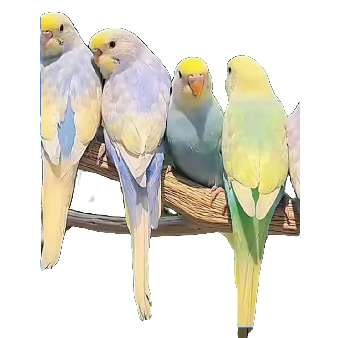 虎皮鹦鹉活体可教说话手养宠物鸟亲人粘人可上手老人小孩都可玩