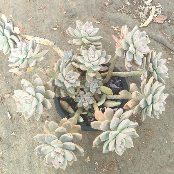 精品淡雪  精品多肉植物 新手好栽 好养 云南发货