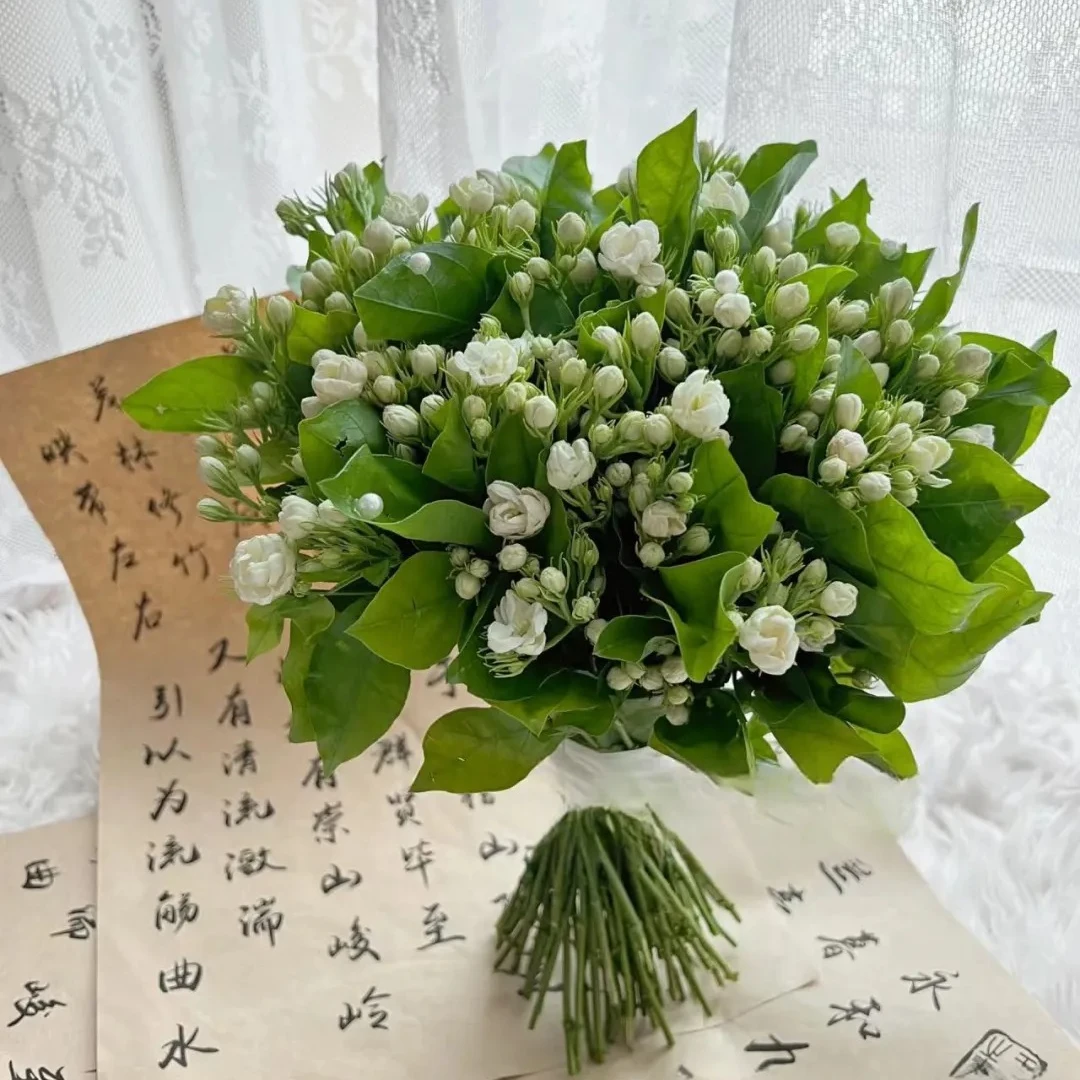 【成都本地茉莉花】 鲜切水养短杆茉莉花 花苞大味浓 茉莉次日达