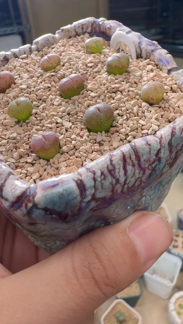 7.4-76多肉植物杨梅红泡泡勋章一颗