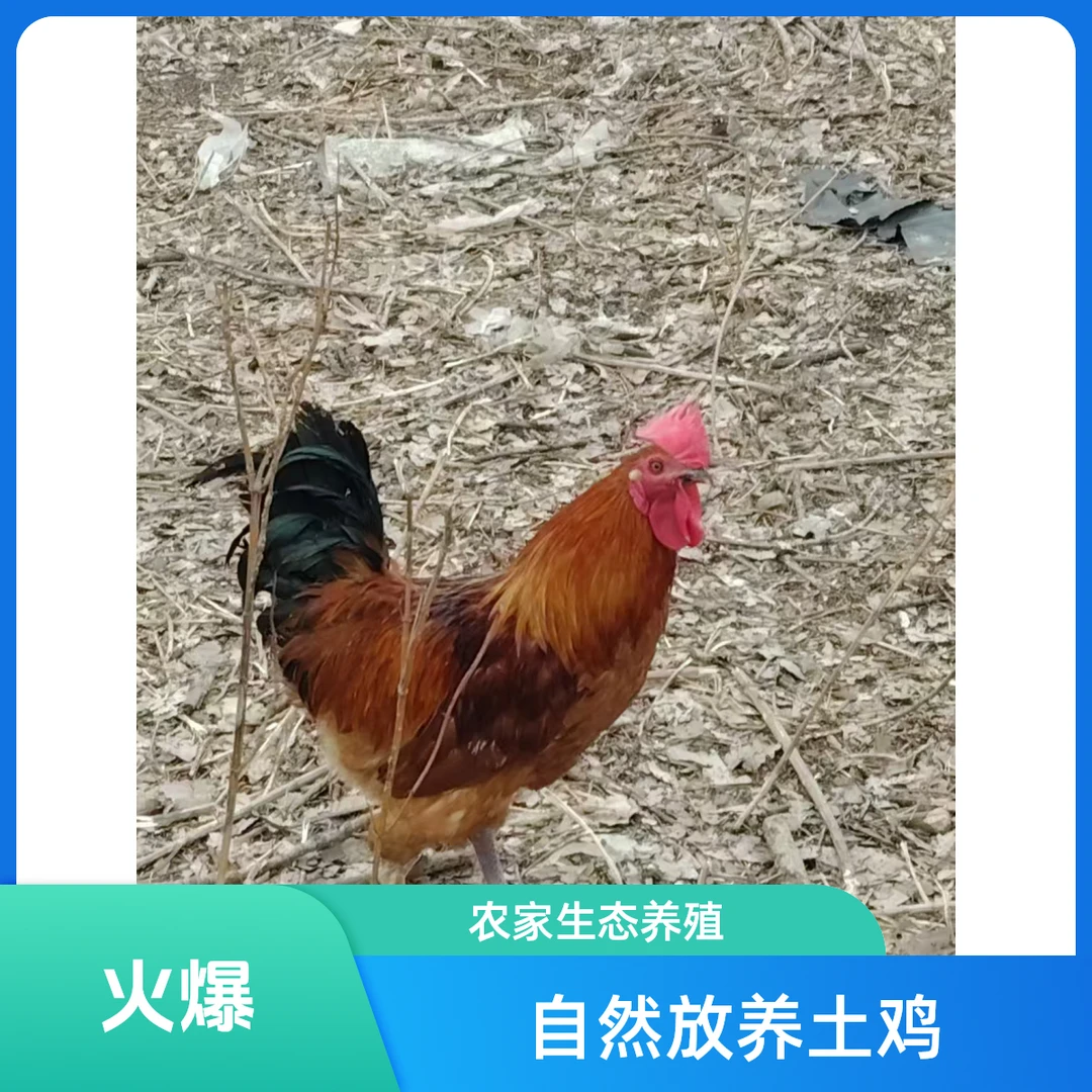流动散养土鸡小时候的味道
