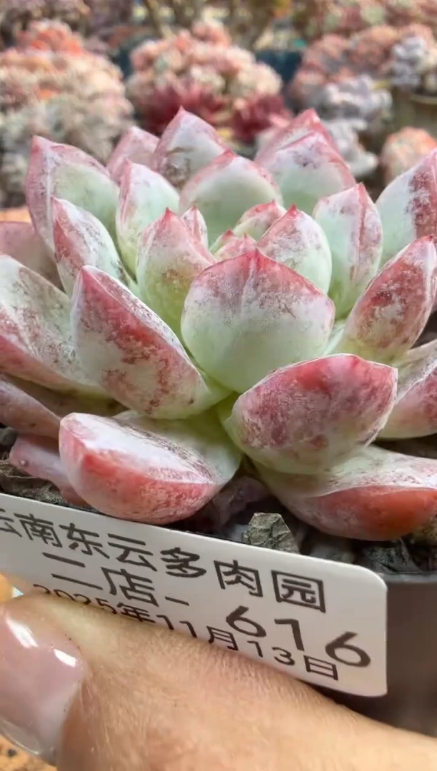 东云多肉园二店-616