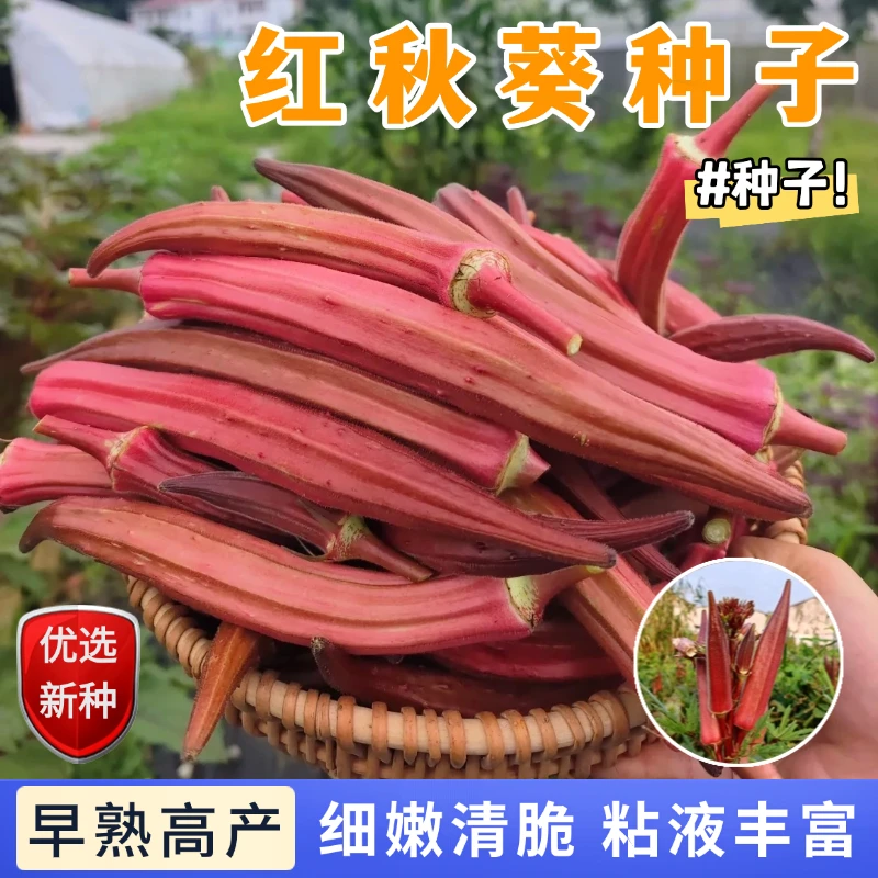 【全店满5包包邮】红秋葵种子四季蔬菜籽春秋早熟品种高产易种