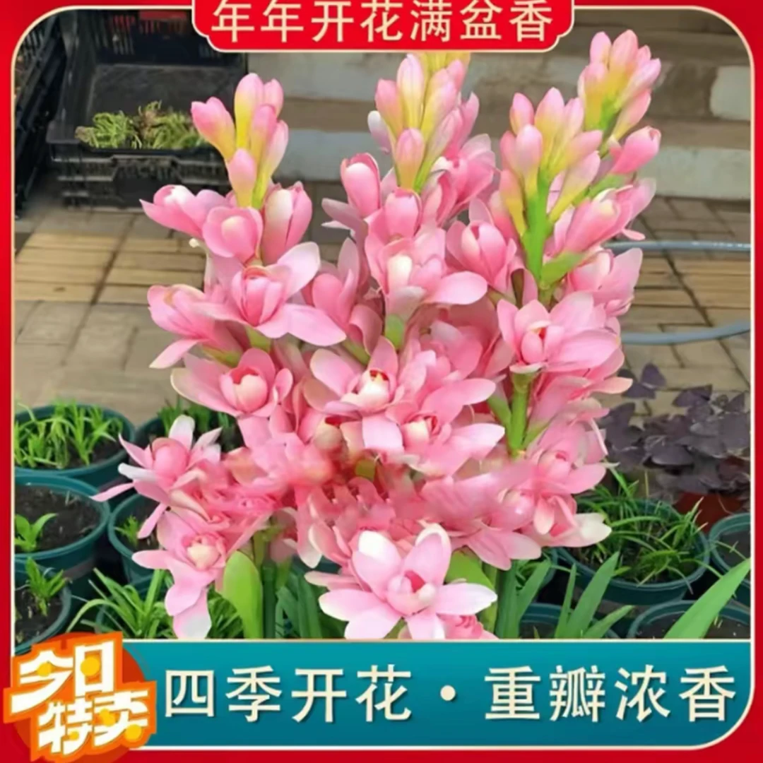 【晚香玉种球】晚香玉种球四季种植盆栽阳台