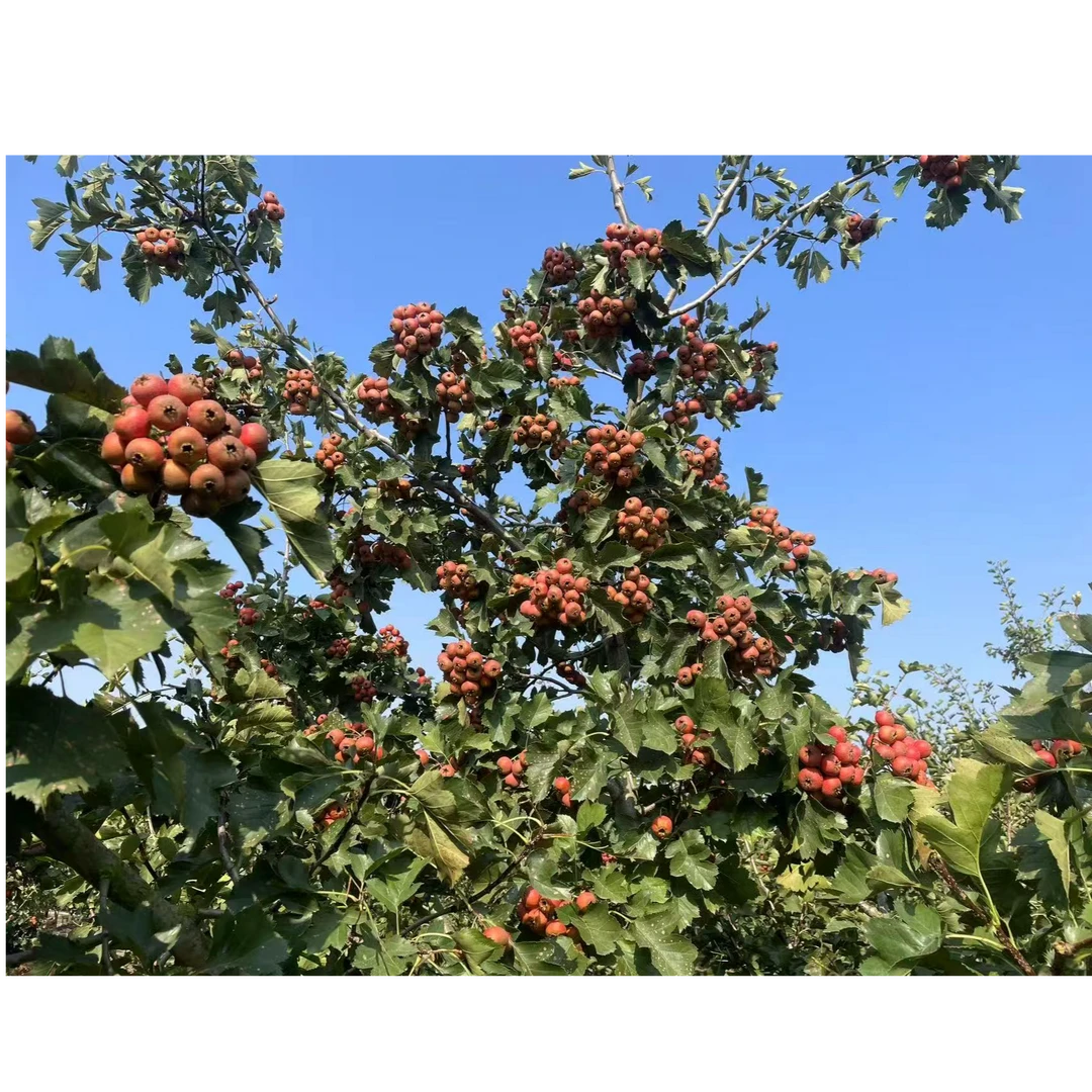 山楂鲜果（大金星 精品果）