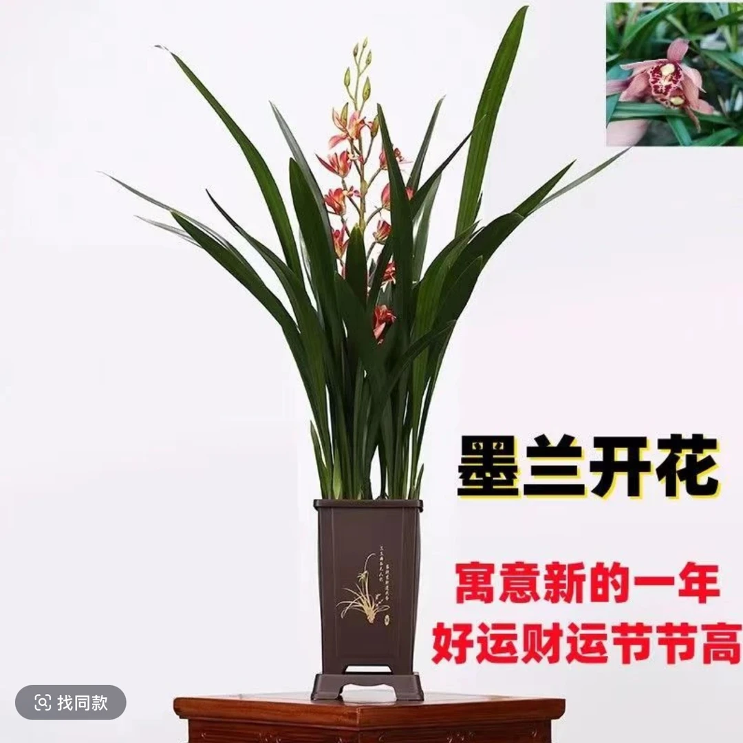 （2-3花剑带花盆底托）墨兰企黑兰花盆栽浓香型带花剑带盆发货