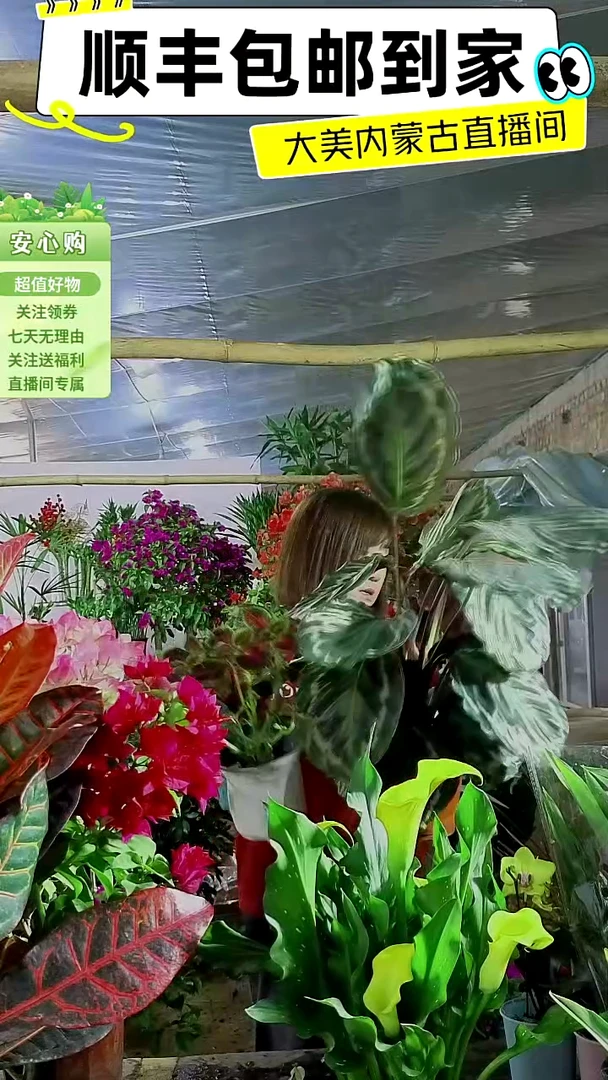 完全开放紫背孔雀尾