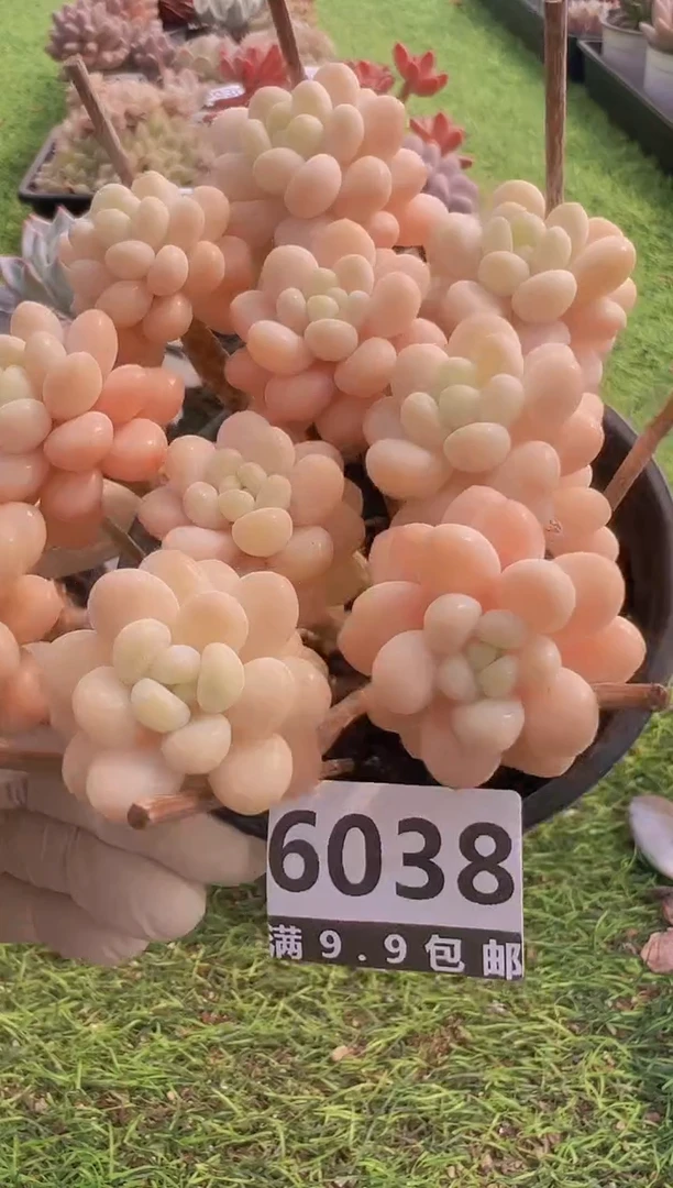 【闪购商品】信福多肉一物一拍