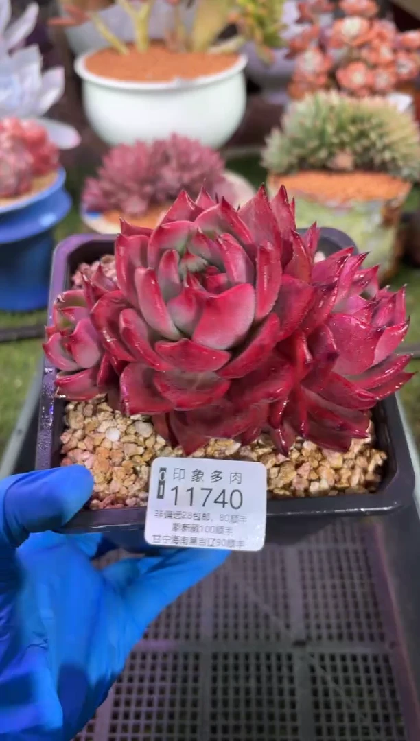 【闪购商品】11740