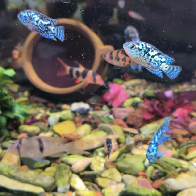 南美银河星钻 观赏鱼