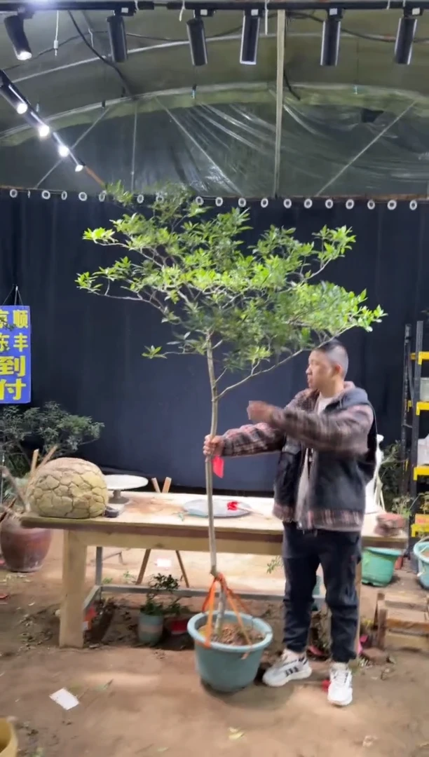 完全开放呵*海岛栀子花