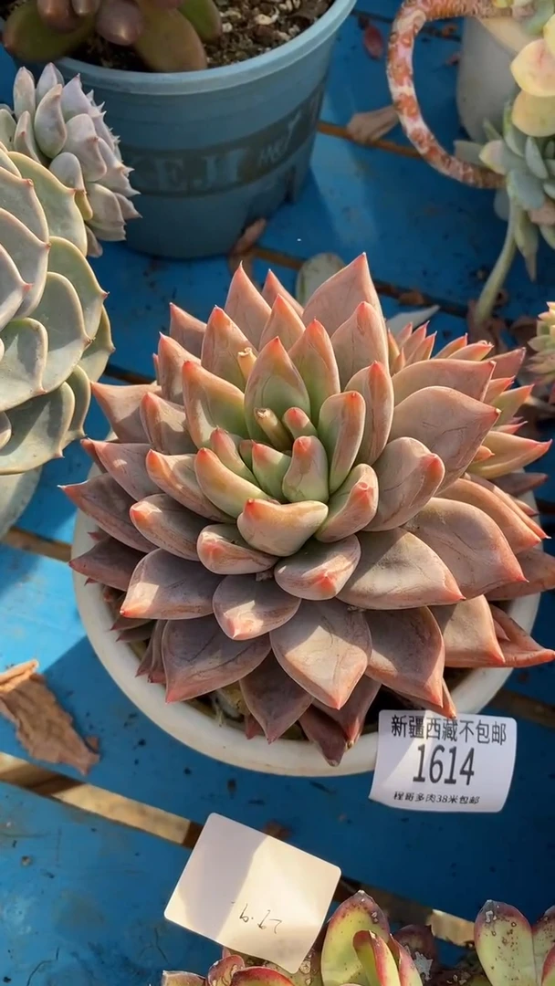 【闪购商品】1614胜涂