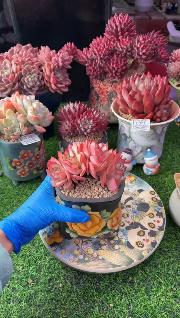 昆明印象多肉0131