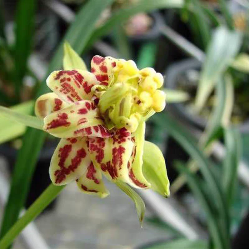 建兰名贵奇花 梨山狮王 浓香 花期6-11月