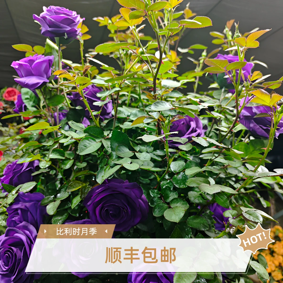 深紫色比利时 50-80cm 强香爬藤月季 大花重瓣浓多季开花 庭园
