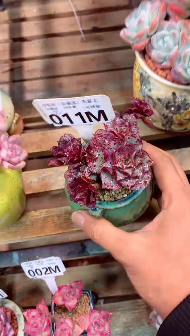 011M（一物一拍，精品多肉，所见即所得 ）