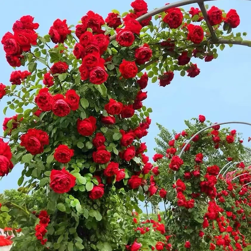 1.6米【蒂娜】月季花苗爬藤月季盆栽植物藤本蔷薇苗庭院