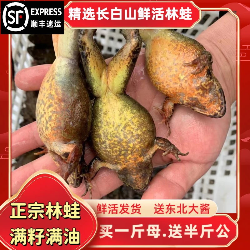 【顺丰包邮】东北林蛙（母）蛤蟆只满子满油两