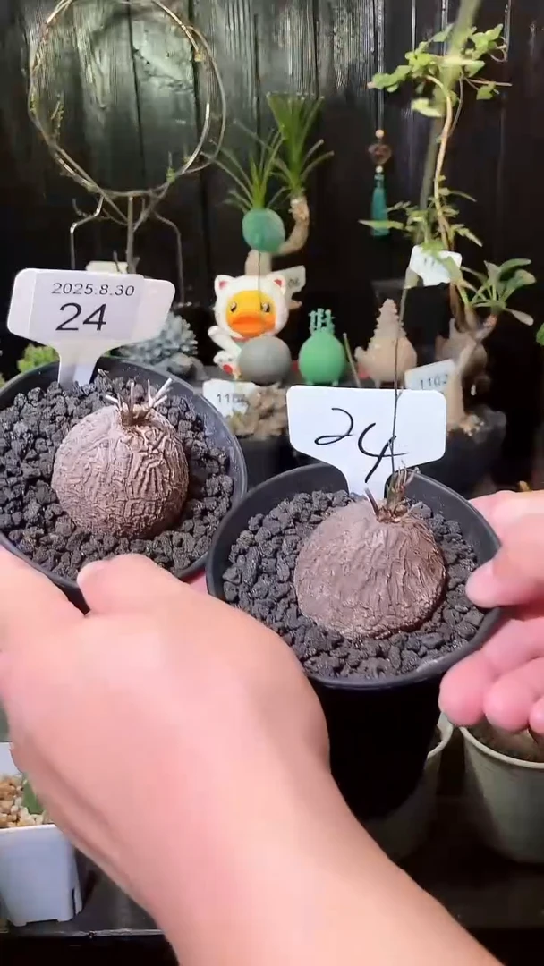 24号830福利南非龟甲龙买1个送1个