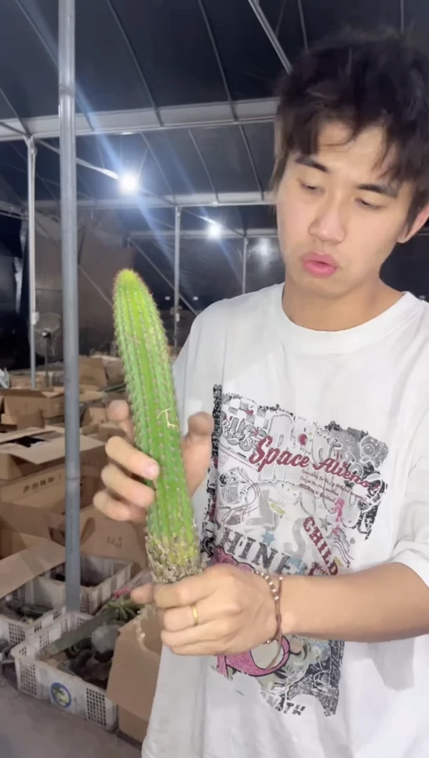 2颗 单头 卡布奇诺【带根】