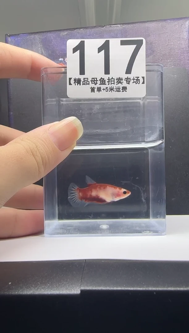 斗鱼母鱼编号：117