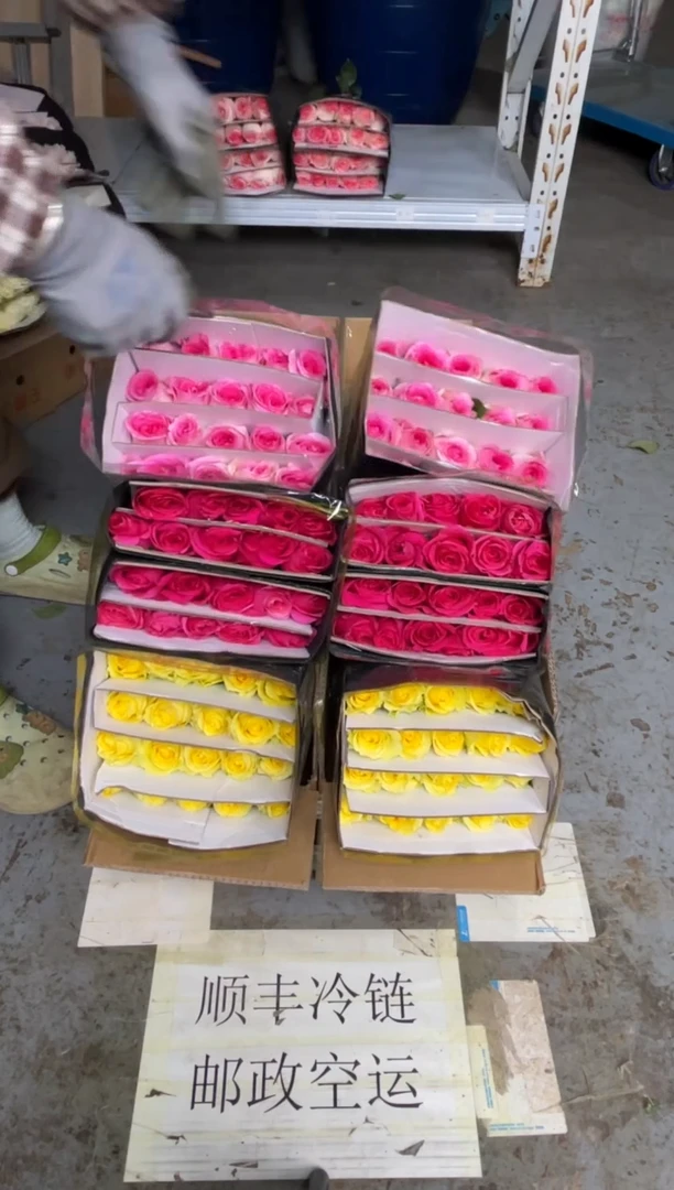 浪漫沙滩20枝+洛神20枝+佛洛依德20枝