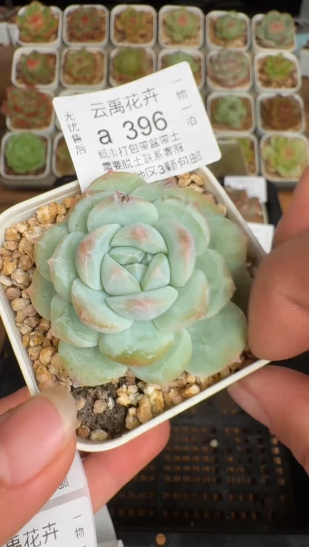 396a珍妮多肉(6.5cm杯）一物一拍 带盆土发