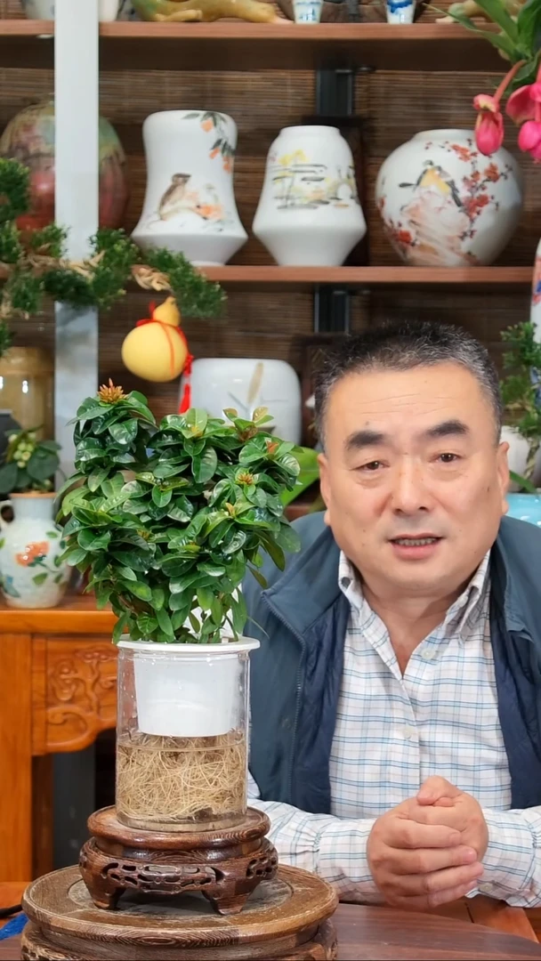 全部花苞范*文水之韵水培龙船花