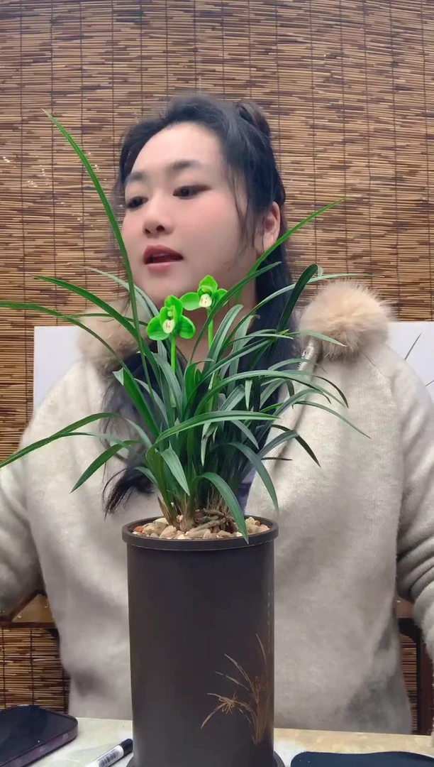 大部分花苞少量开放天*宋梅6苗带花苞裸根