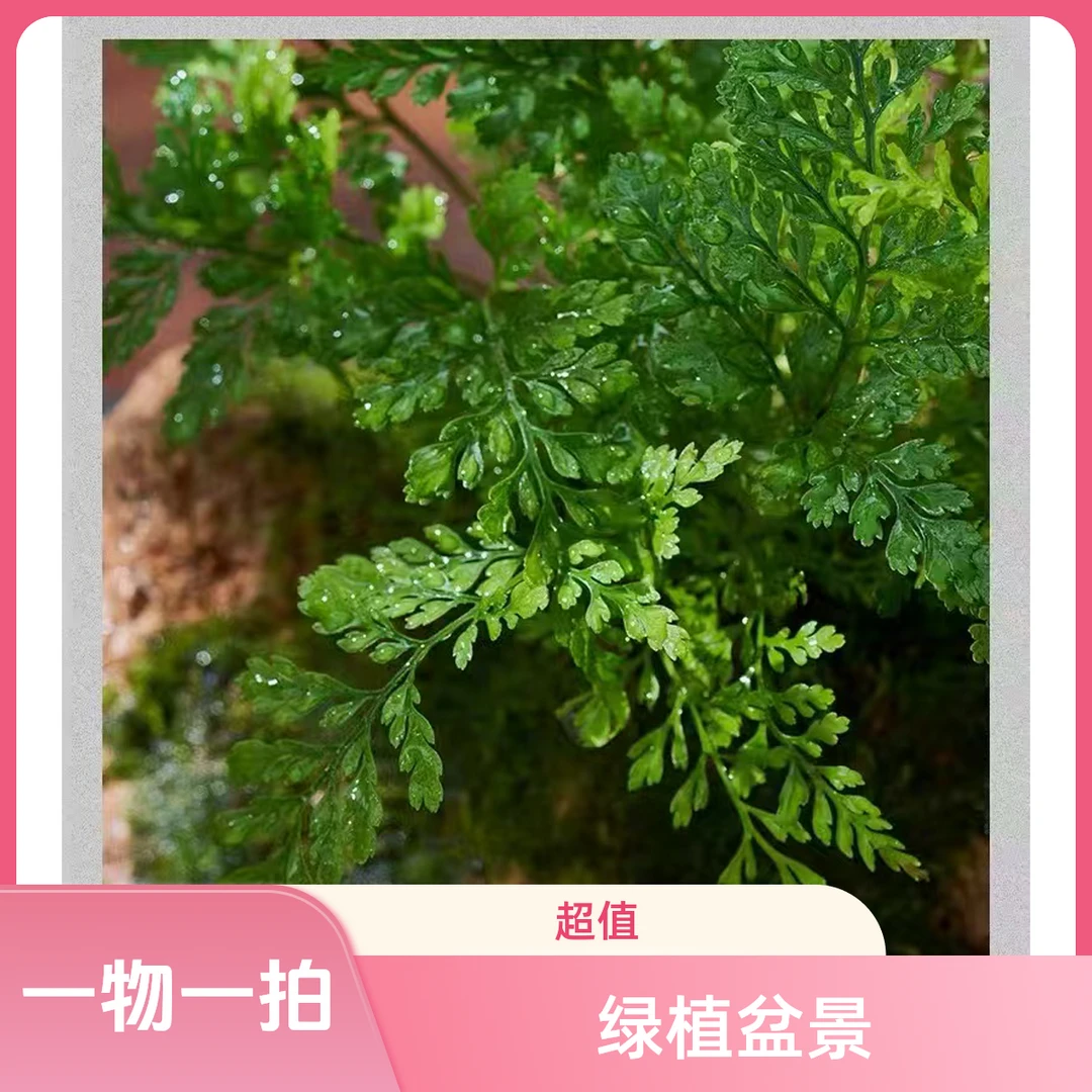 吸水石绿植附石菖蒲水培盆景室内桌面耐阴好养小盆栽