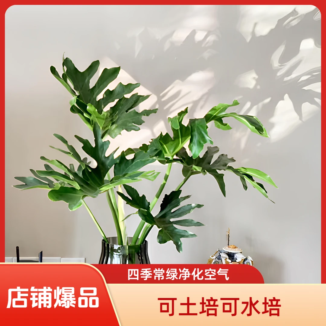 【55~65CM】单棵老桩龙鳞春羽室内高端绿植盆栽【微瑕疵，介意者慎拍】