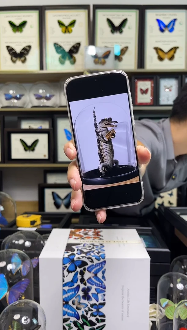 鳄鱼-金算盘款-25cm玻璃罩