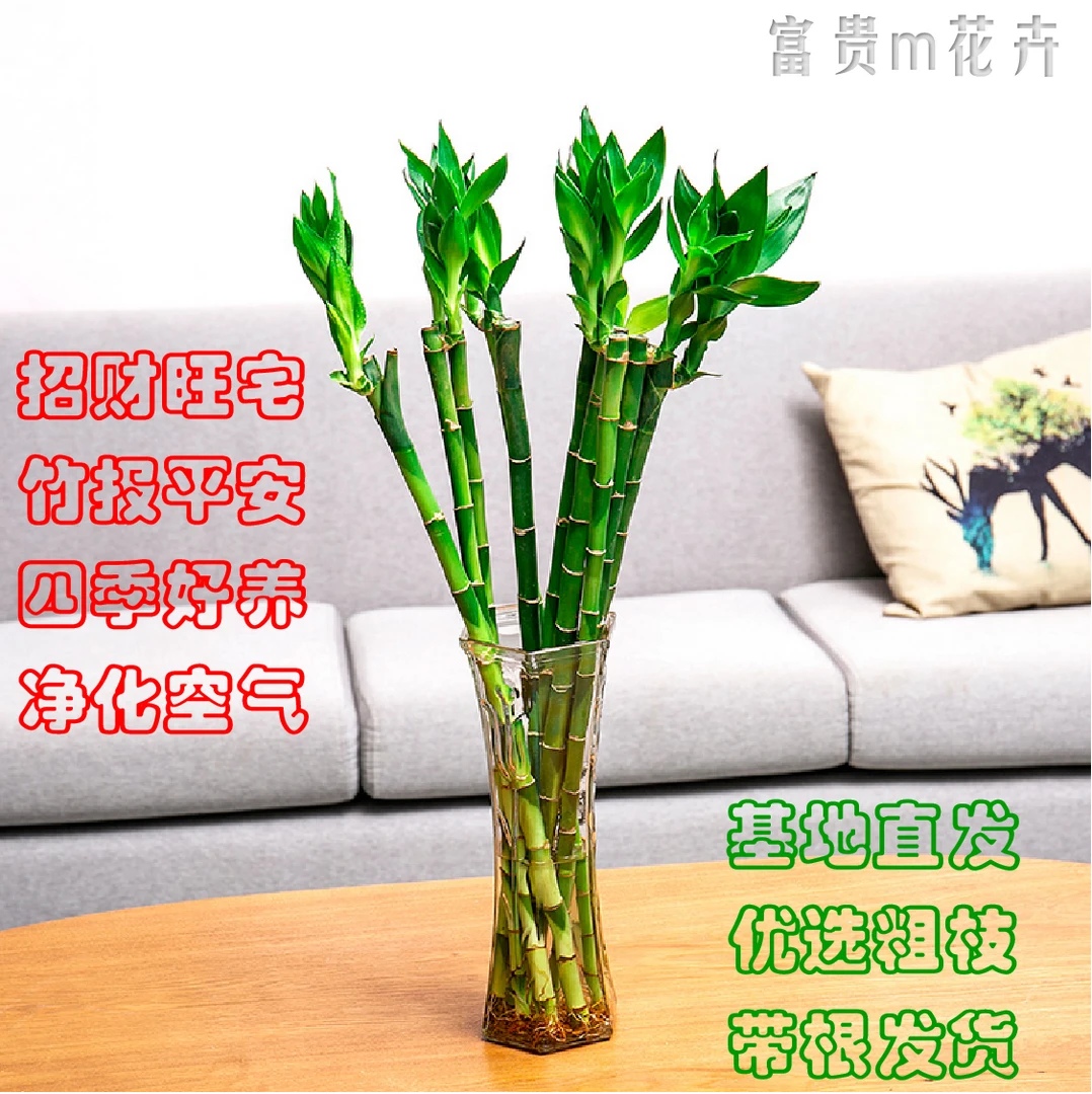 【开运竹】带根50-60公分高富贵竹直竹节节高水培绿植室内招财转运