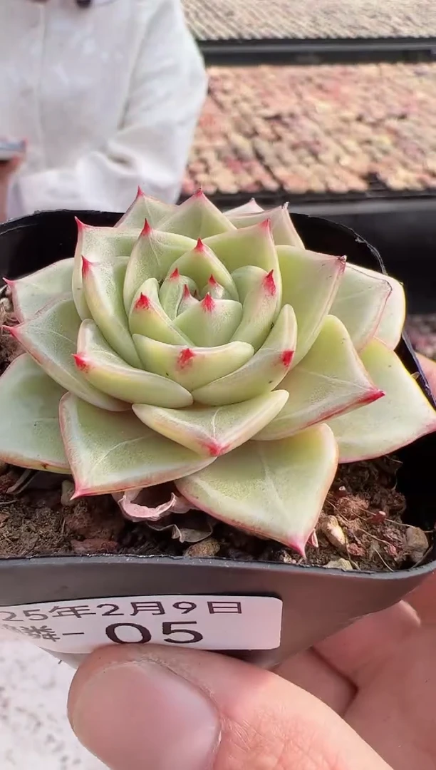 【闪购商品】龙鳞-5