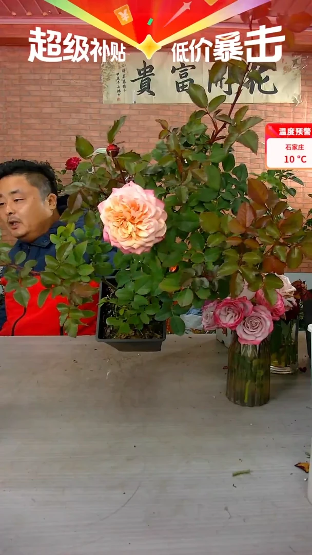 当前无花朵，栽培后可花朵雅