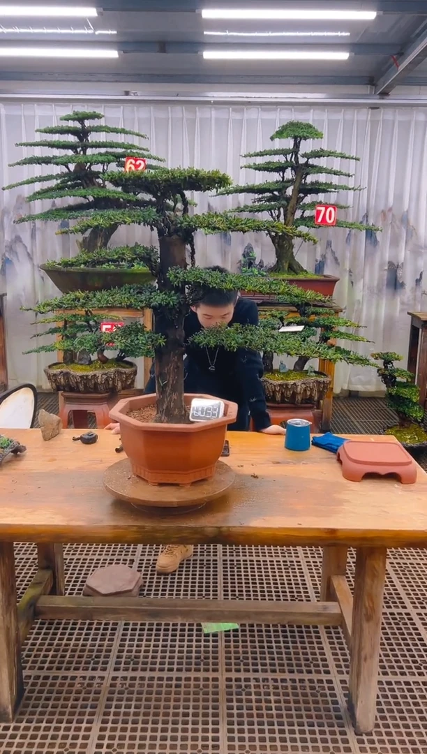 无花朵精品盆景直播间一物一拍
