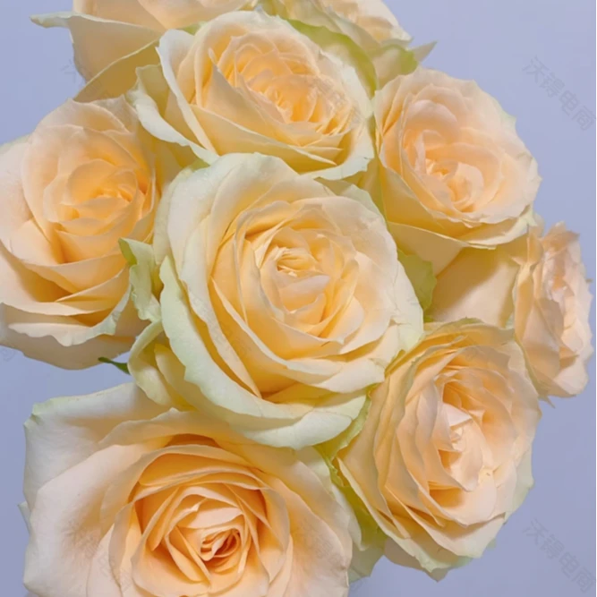 【香槟10支】家用鲜花全场鲜花任意满两单升级顺丰3单送配草