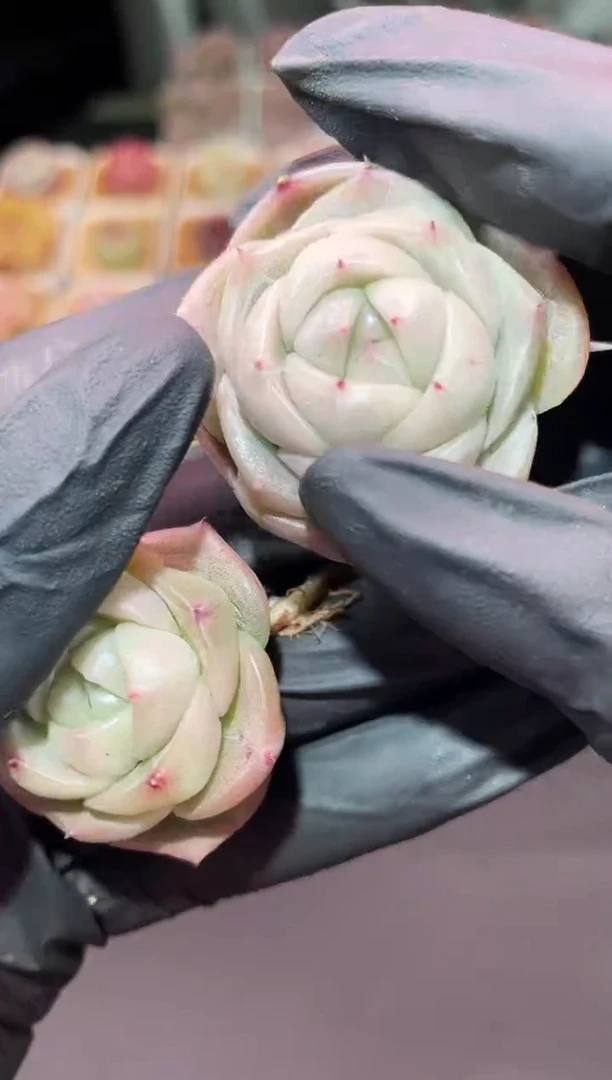 闪购3164银白小牛小号多肉一颗  3-3.5厘米