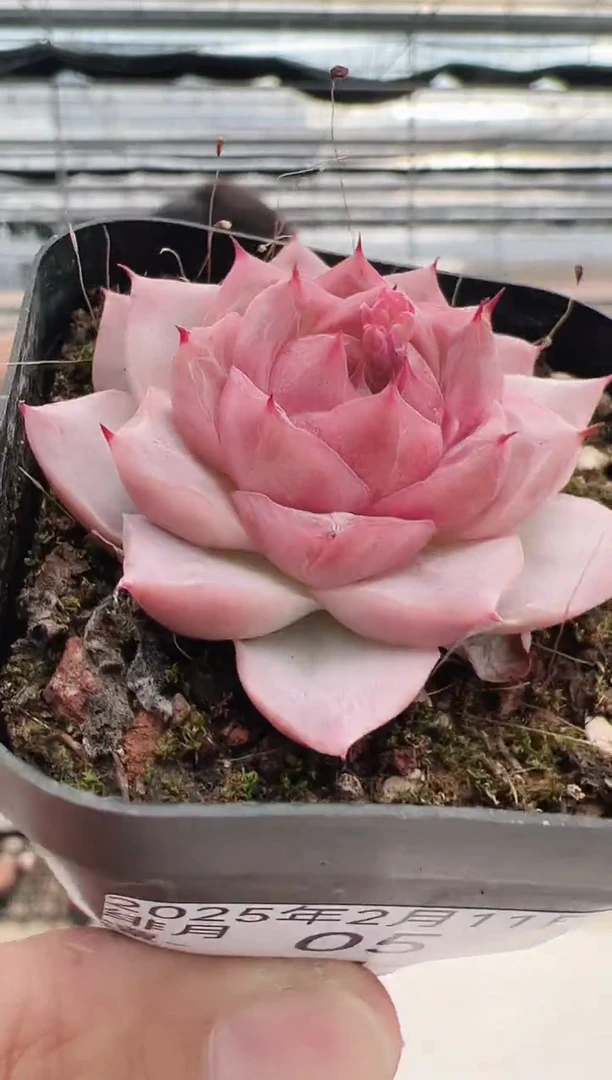 【闪购商品】绯月潭-5