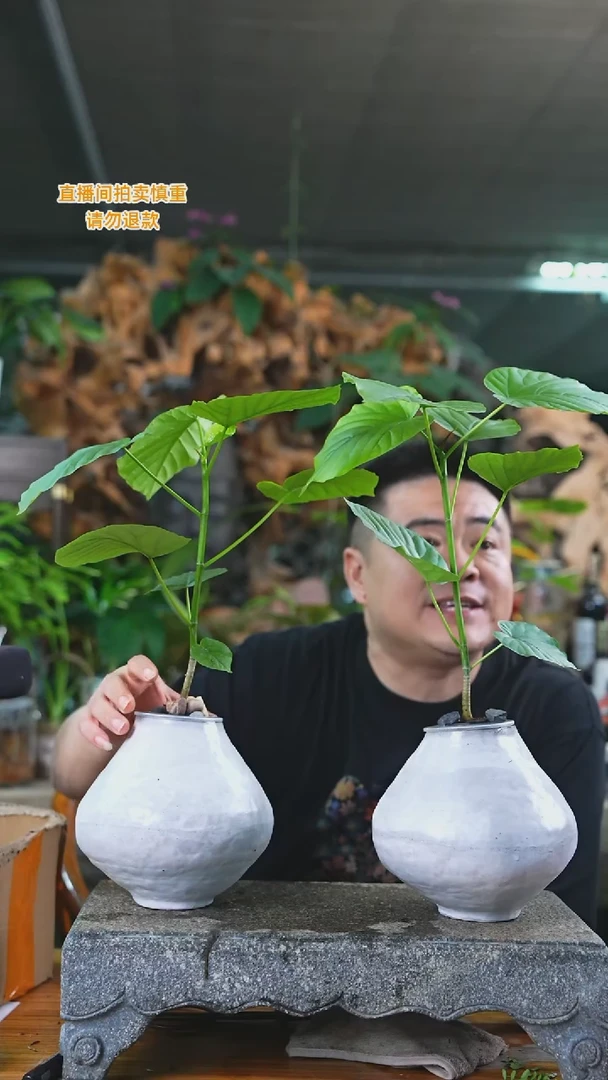 当前无花栽培后可以开花爱心榕白色瓷器瓶一套139T