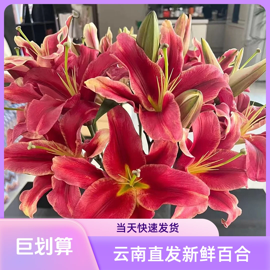 【永恒的爱】香水百合云南直发鲜花家庭办公室水培新鲜云南直发鲜花