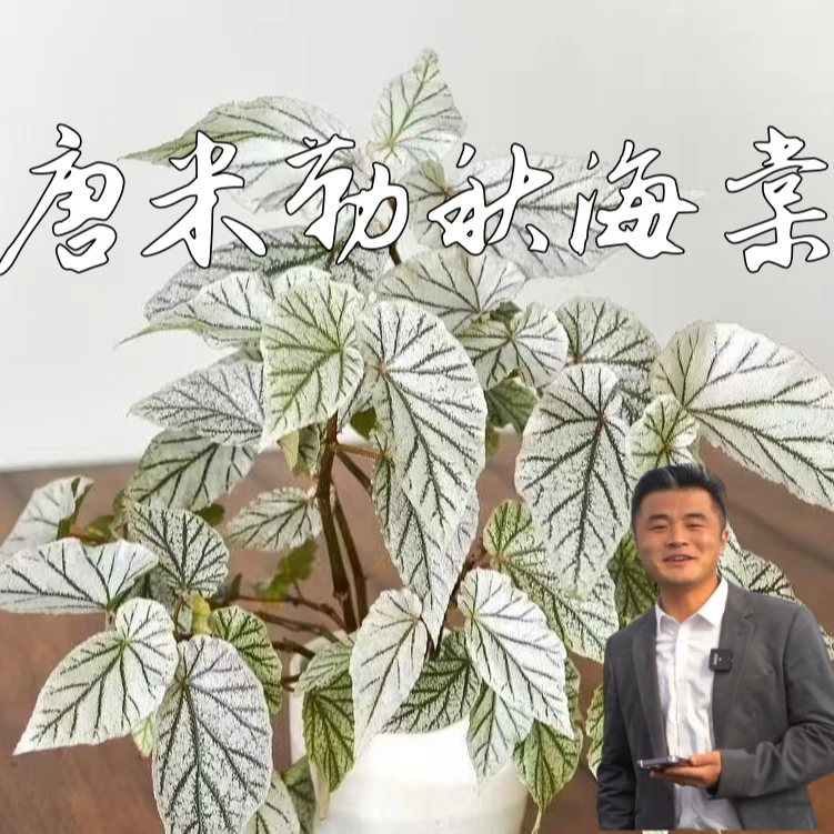 【热植馆】唐米勒秋海棠  满28包邮