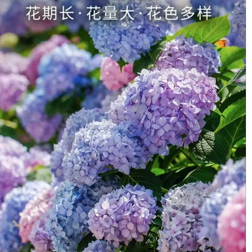 蓝色无尽夏绣球适合庭院阳台花盆栽苗好养护花卉带苞发货基地直发
