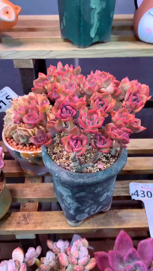 430S（一物一拍，精品多肉，所见即所得 ）