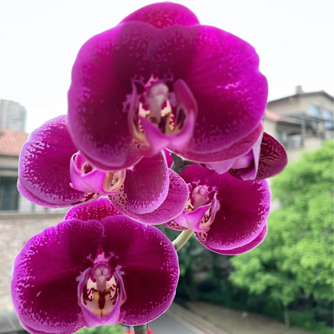 【黑玫瑰】3.5寸加高杯蝴蝶兰 紫粉大花 单花剑发货