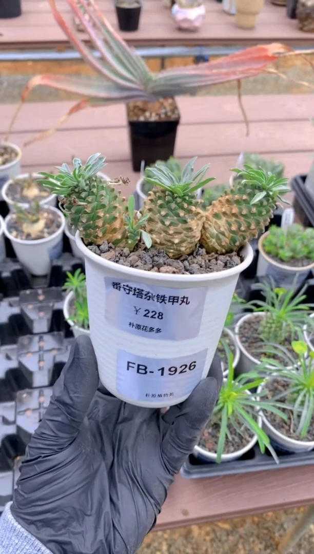 【闪购商品】番守塔杂铁甲丸FB-1926