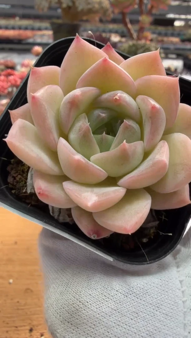 东云多肉园二店-187