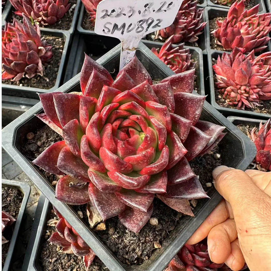 15#喜事莲莲多肉植物  前男友精品多肉sm0892