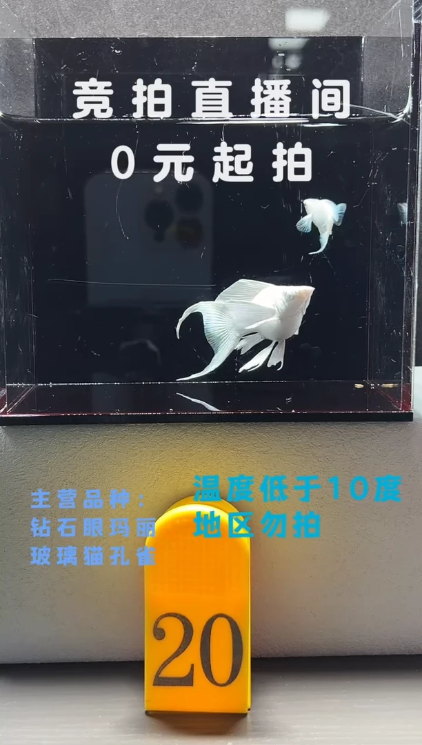 孔雀鱼瓷白玛丽一对编号20